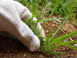 草刈・除草 草刈・除草